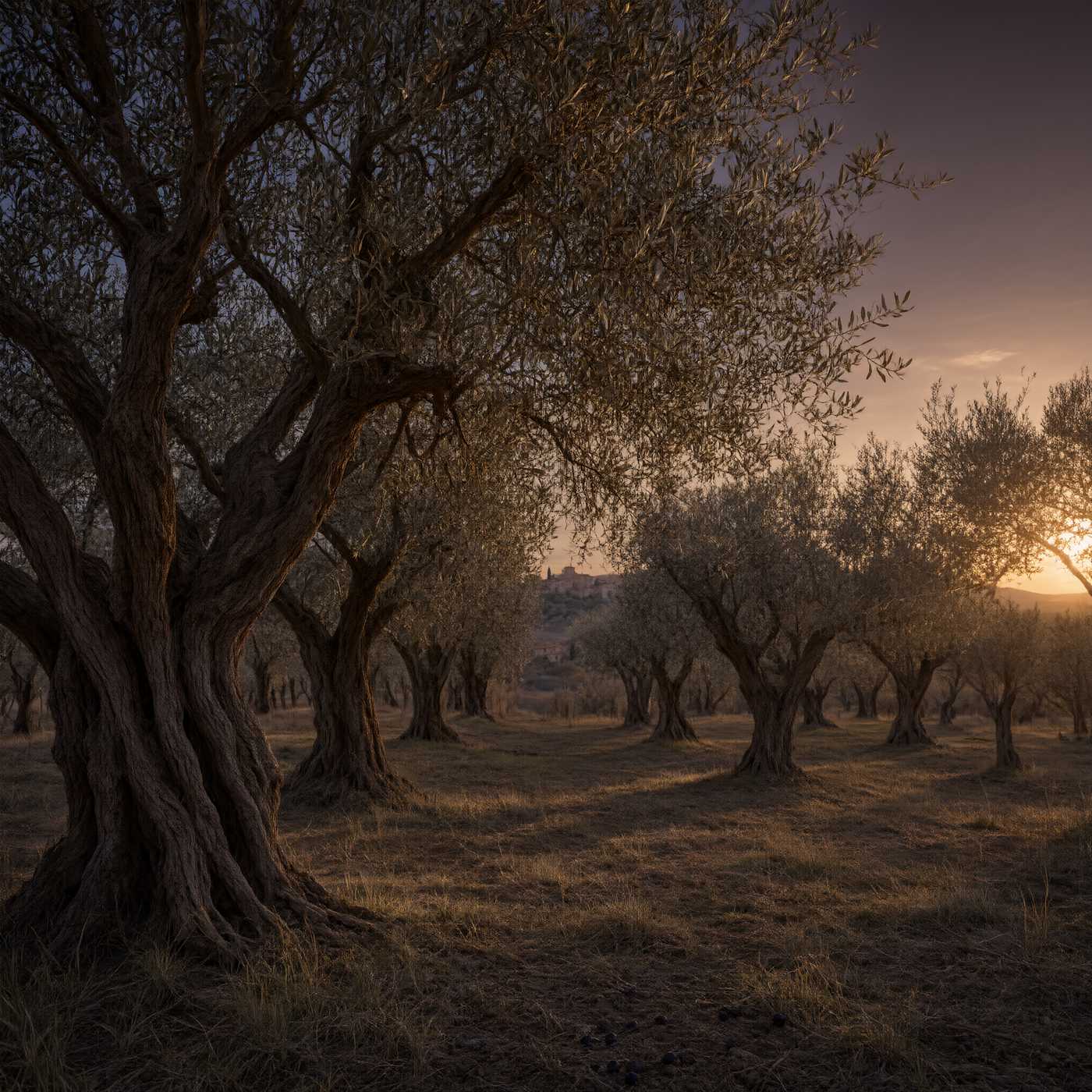 Tramonto sugli ulivi