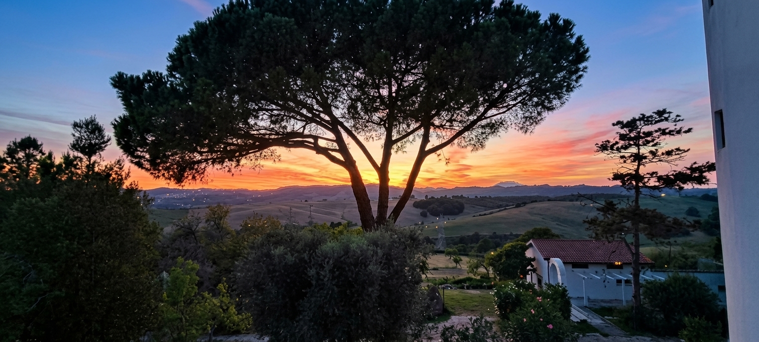 Tramonto sugli ulivi